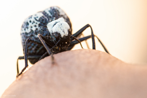 Inflated Beetle photo 4