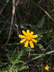 Tetraneuris linearifolia