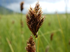 Carex simulata