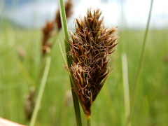 Carex simulata