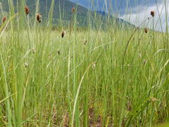 Carex simulata