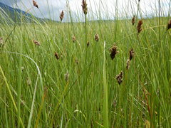 Carex simulata