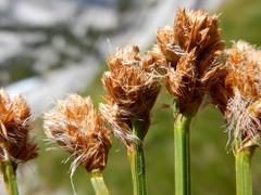 Carex simulata