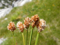 Carex simulata