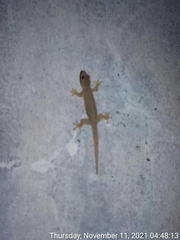 Hemidactylus platyurus