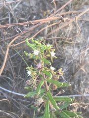 Aspidoglossum heterophyllum
