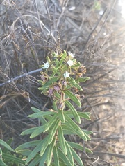 Aspidoglossum heterophyllum