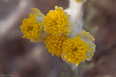 Eriophyllum pringlei