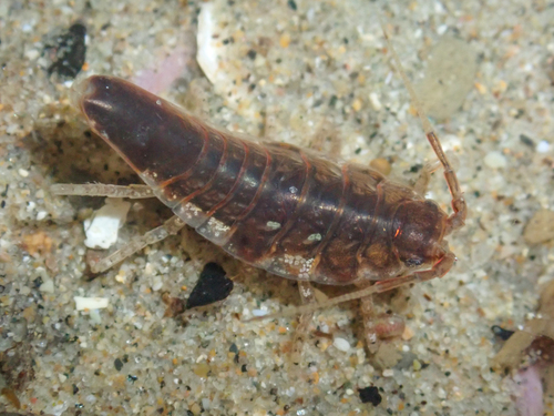 Synidotea harfordi