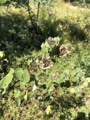Abutilon hypoleucum