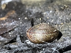 Helminthoglypta contracostae