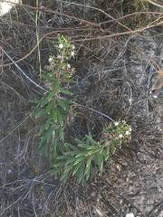 Aspidoglossum heterophyllum