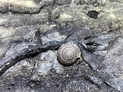 Helminthoglypta contracostae