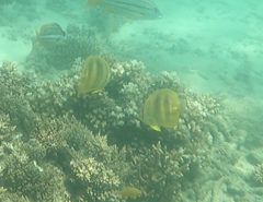 Chaetodon rainfordi