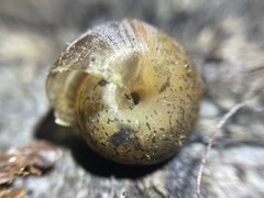 Helminthoglypta contracostae