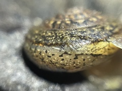 Helminthoglypta contracostae