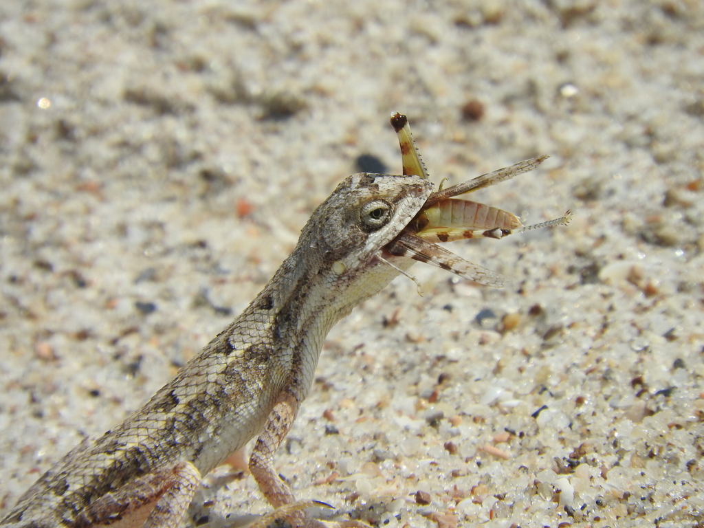 Palm Leaf Fan-Throated Lizard