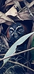 Pheugopedius eisenmanni
