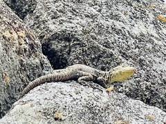 Stenocercus crassicaudatus