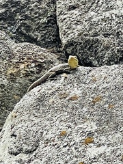 Stenocercus crassicaudatus