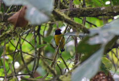 Euphonia xanthogaster ruficeps