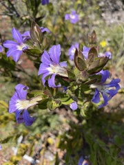 Scaevola platyphylla