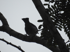 Polioptila bilineata