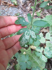 Phytomyza aquilegivora