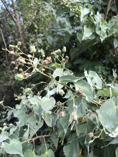 Anglestem Indian mallow (Abutilon trisulcatum)