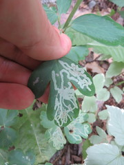 Phytomyza aquilegivora