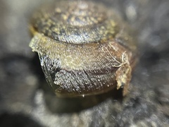 Helminthoglypta contracostae