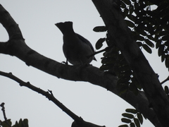 Polioptila bilineata
