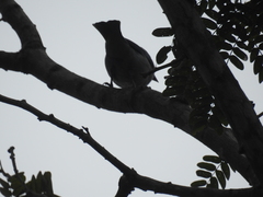 Polioptila bilineata