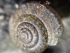 Helminthoglypta contracostae