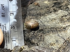 Helminthoglypta contracostae