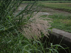 Phragmites vallatoria