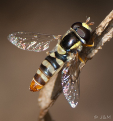 Ischiodon aegyptius