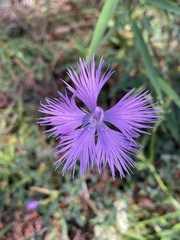 Dianthus pygmaeus