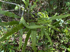 Microgramma heterophylla