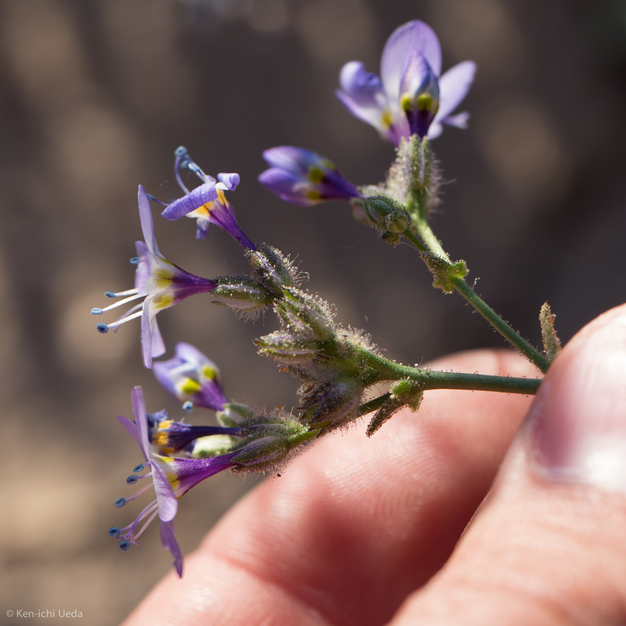 Gilia brecciarum