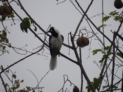 Cyanocorax mystacalis