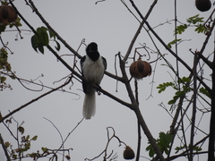 Cyanocorax mystacalis