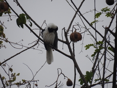 Cyanocorax mystacalis