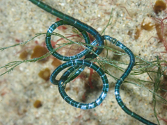 Chaetomorpha spiralis