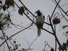 Cyanocorax mystacalis