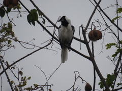 Cyanocorax mystacalis