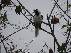 Cyanocorax mystacalis