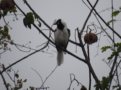 Cyanocorax mystacalis