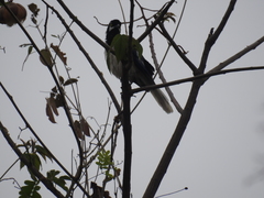 Cyanocorax mystacalis