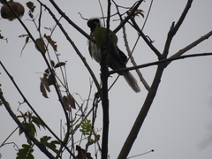 Cyanocorax mystacalis